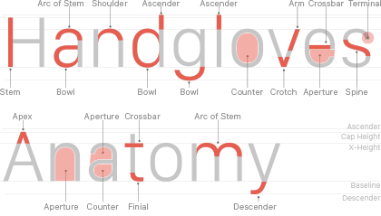 Anatomy Info Graphic